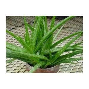  Aloe vera plant The true or medicinal aloe plant Patio 