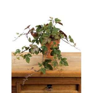  Pack of 6 Ivy & Greens Decorative Boston Ivy in Terracotta 