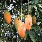 Mango x hybrid Jin Huoung Mango Fruit Grafted Free Phyto Large Size 1 