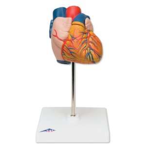 3B Scientific G10 2 Part Heart Model, 4.7 Length x 4.7 Width x 8.7 