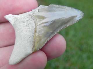 75d Megalodon Fossil Shark Tooth Teeth SERRATED KILLER  
