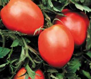 DESCRIPTION   This Heirloom Tomato is a Paste type, AKA Big Mama 