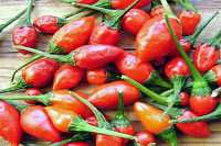   LOVE PEPPERS SEEDS *Rare*1 Hottest in the World *CHILI* #1219  