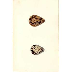   Meyer Bird Eggs 1842 Golden Plover & Dotterel