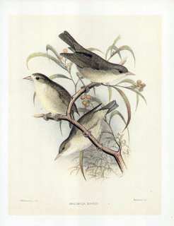 FREDERICK FROHAWK print endemic Hawaiian bird KAUAI CREEPER AKIKIKI 