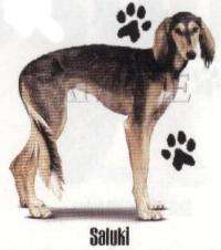 Rat Terrier* *Rottweiler* *Red Merle Australian Shepherd* *Redbone 