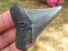 Largest Makos on  Megalodon Food Shark teeth items in 