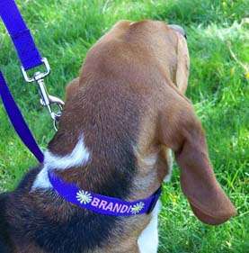 Personalized Embroidered Dog Collar and Leash Set  