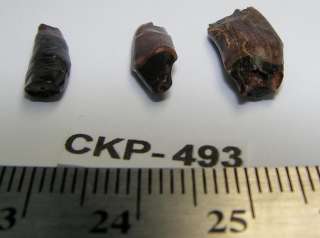 Dinosaur Fossil 3 Mammal Incisor Teeth Roots ckp493  