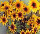 gloriosa daisy perennial 10000 flower seeds gift expedited shipping 