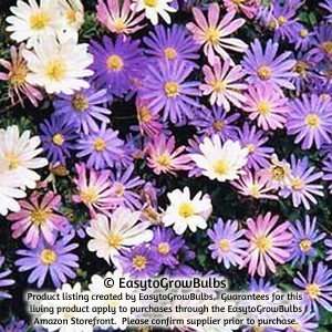  Anemone Blanda Flutter Mix   25 bulbs   5/6 cm Patio 