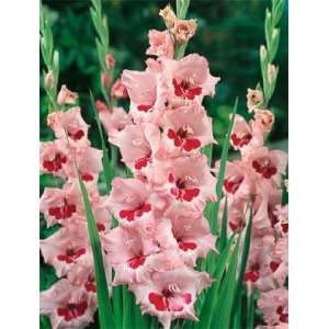  5 Gladiolus   Wine & Roses bulbs Patio, Lawn & Garden