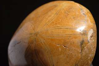 Prehistoric Miocene Sand Dollar Fossil Urchin Anemone  