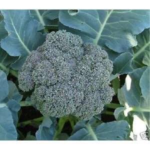  Broccoli Waltham 29 Great Heirloom Vegetable 2,500 Seeds 