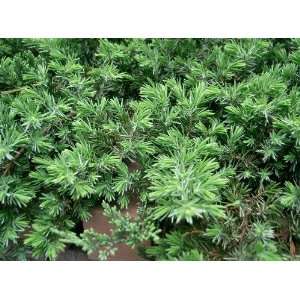  Juniperus c. Blue Pacific {24 Pots   3 1/2 in.}