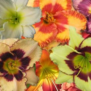 LOST TAG SALE WHOLESALE DAYLILY MIXED LOT. 25 ASSORTED FANS  