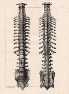 Antique Medical Anatomy Print SPINE VERTEBRAL Bourgery 1831  