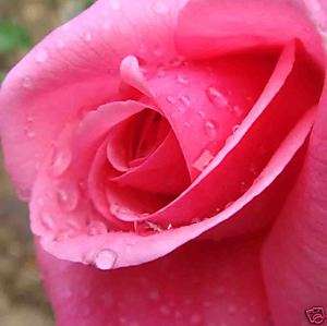 Rare Long Stem Pink Rose ( Thornless Rose) Plant  