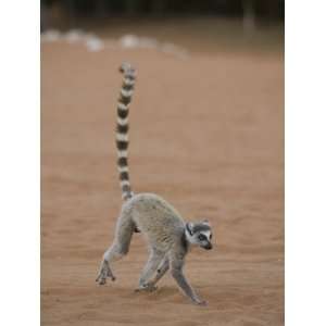 Ring Tailed Lemur Running across Open Ground, Lemur Catta, Berenty 