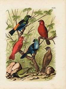 Antique Birds Print PARADISE TANAGER Nuyens 1886  