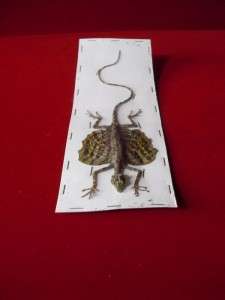 Dried Flying Lizard, Flying Gecko and Flying Frog 3 Pcs  