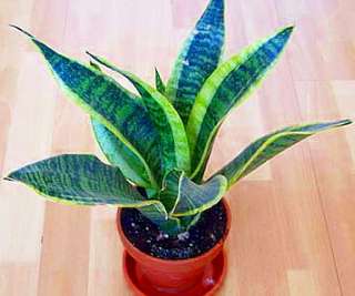 Futura Snake Plant, Mother In Laws Tongue   Sanseveria   4 Pot 