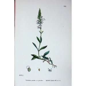  Sowerby Plants C1902 Spiked Speedwell Veronica Spicata 