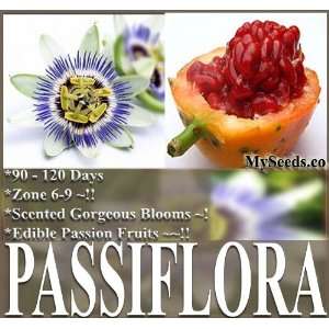  1 oz (3,700+) Passionfruit Passion FRUIT Blue Flower Seeds 