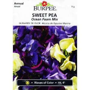  Ocean Foam Mix Sweet Pea   20 Seeds, 3 g   Colorful: Patio 