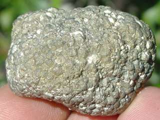 Gold Cretaceous Fossil Pyritized Coprolite Turd Alabama  