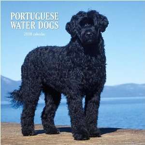 Portuguese Water Dogs 2008 Wall Calendar: Office Products