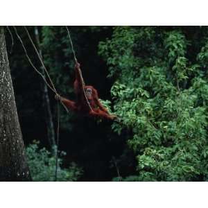  A Sub Adult Male Orangutan Uses Vines to Swing from Tree 