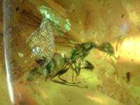 Queen bee and adult cockroach Inclusion in Mexican Amber Chiapas 