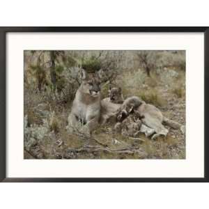 Mountain Lion Nurses her Eight Week Old Kittens Collections Framed 