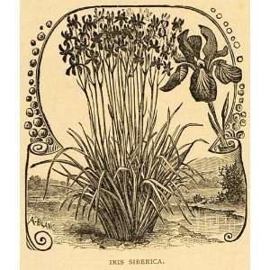  1892 Print Iris Siberica Flowers Art Siberian Plant 