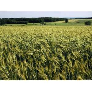 Grain Field, Agricultural Landscape, Near Retz, Lower Austria, Austria 
