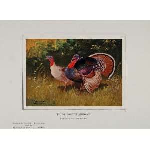  1911 Color Print Turkey Bird Red Wattle Hen A. Schonian 