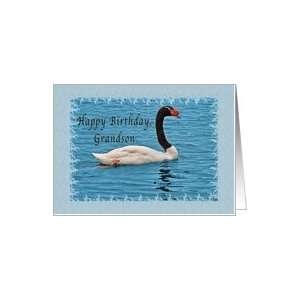  Birthday, Grandson, Black necked Swan Card Toys & Games