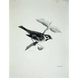  1907 Tree Sparrow Passer Montanus Adult Bird Plate