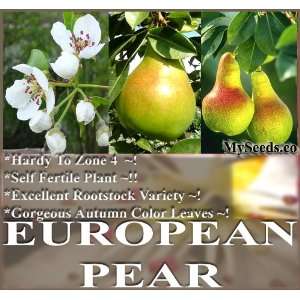   Pear, Domestic Pear TREE SEEDS   Pyrus communis COLD HARDY TO ZONE 4