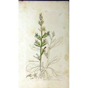  1801 Lobelia Urens Plant Sowerby Botanical Print Root 