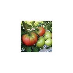  Tomato Country Taste Hybrid Seeds: Patio, Lawn & Garden