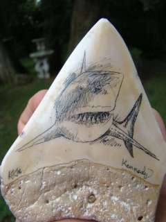 Scrimshaw Pacific Megalodon Shark Tooth Fossil Teeth   