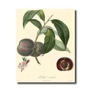 Bessa Plums Giclee Print 