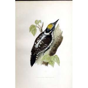  Three Toed Woodpecker Bree H/C 1875 Old Prints Birds: Home 