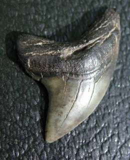 Alopias grandis THRESHER SHARK TOOTH Fossil Fish Teeth  