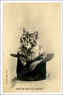 vintage postcard real photo adorable tabby cats sits in top hat  