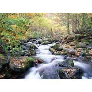   Moving Picture Sounds Forest Tree Stream Wall Art: Home & Kitchen