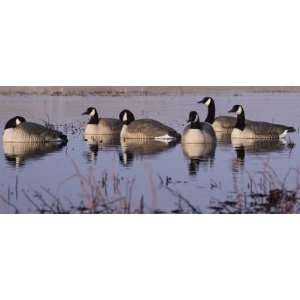  Hunting: Greenhead Gear Life Size Series Canada Goose 