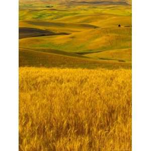  Mid Season Fields Rolling Hills, Palouse, Washington, USA 